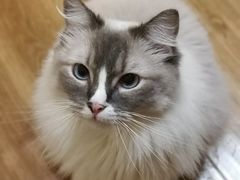 -滚猫咖啡·猫咖·猫友好撸猫(未来城店)