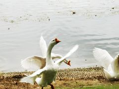 -麒麟阁(东郊宾馆店)