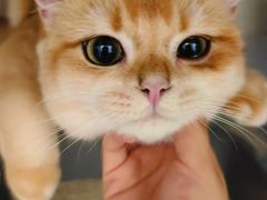 -萌兽医馆·宠物医院·猫骨科(创景店)