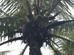 -广东茂名森林公园