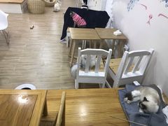 大堂-李小姐の猫咖啡馆(五角场店)