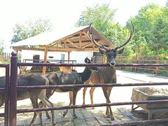 -青藏高原野生动物园