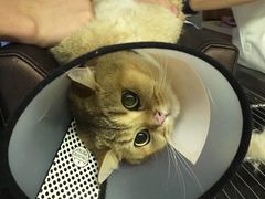 -御宝贝·A梦猫科宠物医院(国际猫友好医院)
