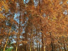 -白鹭湾湿地公园