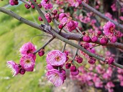 -梅花山(明孝陵内)