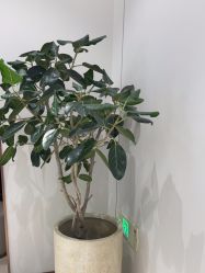 -禾丽康美医疗美容医院