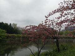 -嘉定紫藤园