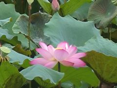 -荔湾湖公园
