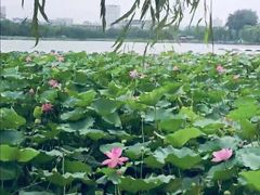 -金银湖国家城市湿地公园