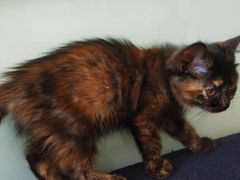 -平行世界·猫咖(首经贸店)