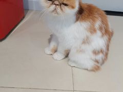 -怪兽屋·羊驼·猫咖·狗咖(俊华广场店)