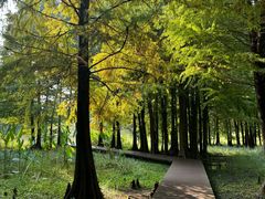 -溱湖国家湿地公园