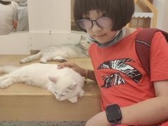 -猫域·湾主题猫咖·宠物吧(南坪城市广场店)