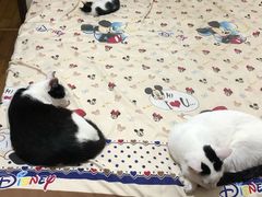 -艾贝尔宠物诊疗