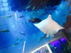 -迪拜水族馆及水下动物园