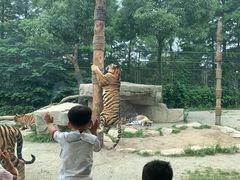 -上海野生动物园老虎餐厅
