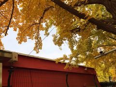 -三里屯东五街银杏大道