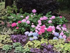 -上海共青森林公园