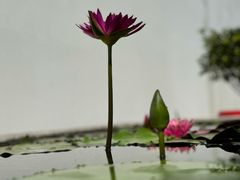 -龙华寺
