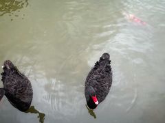 -梧桐人家中国太平国际健康颐养社区