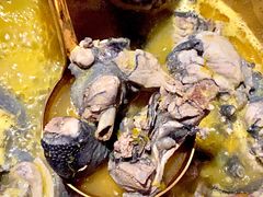 -Darling Queen·Mini·Live·House