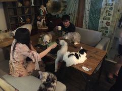 -吉丁鸟咖·异宠·寄养