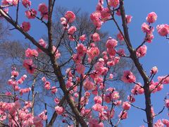 -梅花山(明孝陵内)