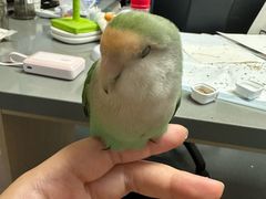 -爱侣宠医·鹦鹉专科·小型哺乳类·异宠专科(灵石路店)