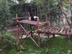-成都大熊猫繁育研究基地