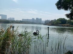 -五缘湾湿地公园