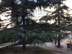 -北京大学肿瘤医院