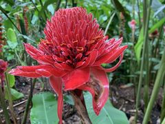 -中国科学院西双版纳热带植物园