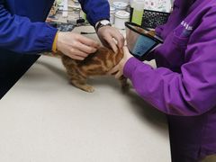 -爱侣·安琦尔宠物医院·中兽医针灸·心内科·狂犬免疫点(宝山区院)