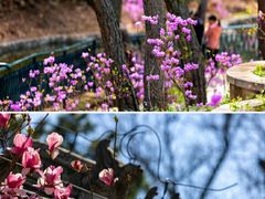 -红螺寺
