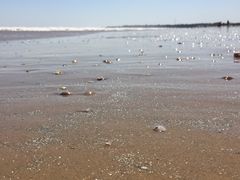 -日照海滨国家森林公园