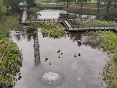 -微山湖红荷湿地景区