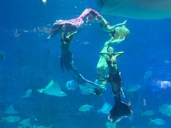 -烟台海昌鲸鲨海洋公园