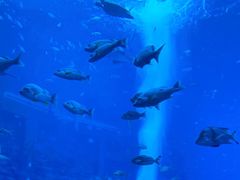 -亚特兰蒂斯•OSSIANO奥西亚诺海底餐厅