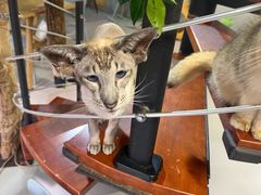-豆逗聊愈猫阁Easy Life