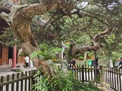 -普陀山风景名胜区-法雨禅寺