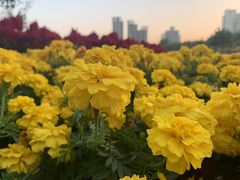-文华公园(禅城区)