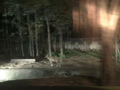 -清迈夜间动物园
