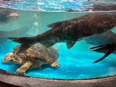 -魏铭鱼头捞饭(晋阳路店)