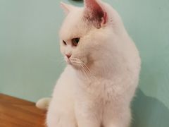 -猫小院猫主题餐厅(三里屯店)