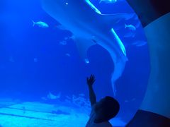 -烟台海昌鲸鲨海洋公园