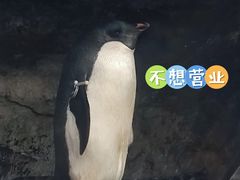 -海合安武汉极地海洋公园