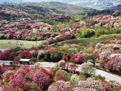 -贵州百里杜鹃风景名胜区