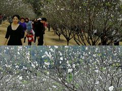 -南国桃园旅游度假区