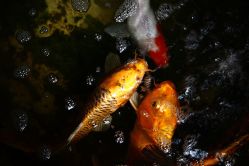 店内环境-老黑造型