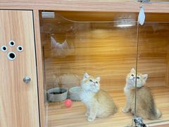 -猫十亿·布偶金渐层·曼基康矮脚猫舍(青年路店)